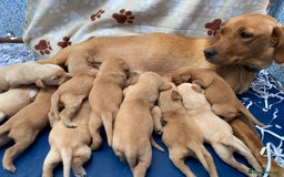 Labrador Retriever dogs for sale: Labrador Retriever - Image 11