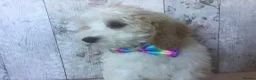 Cavapoo dogs for sale: Adorable Cockalierpoo pups ( so cute) - Advert 4