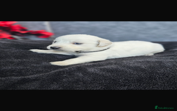 Golden Retriever dogs for sale: Gorgeous kc golden retrievers  - Image 3
