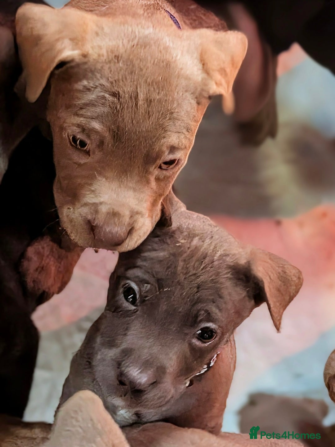 Mixed Breed dogs for sale: F1 MASTADOR PUPPIES FOR SALE  - Advert 8