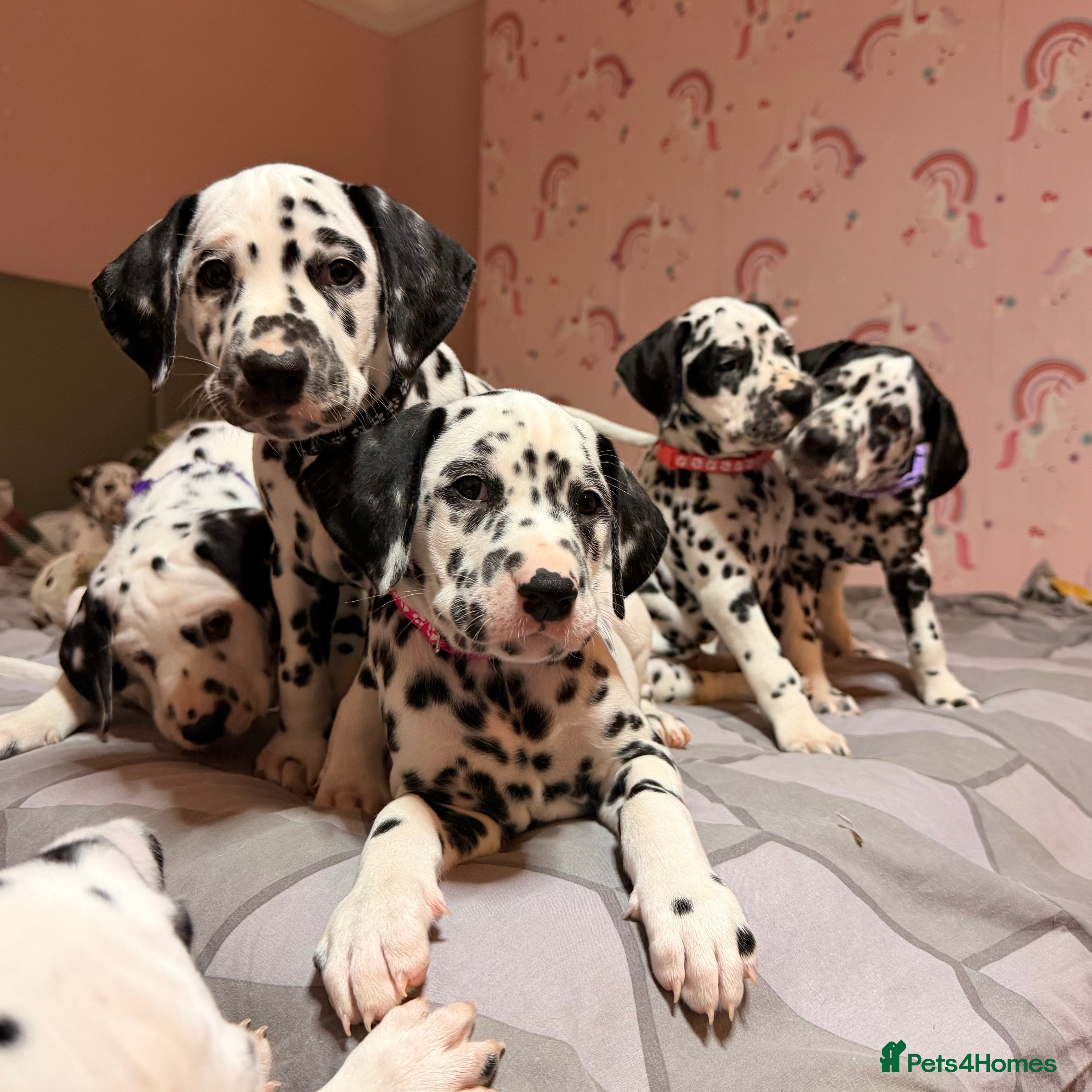 Dalmatian dogs 🐾 Beautiful Dalmatian Puppies 🐶  - Advert 3