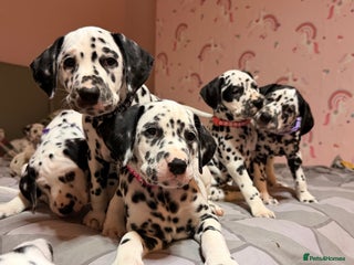 Dalmatian dogs 🐾 Beautiful Dalmatian Puppies 🐶 - Advert 3
