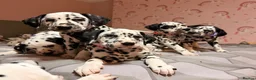 Dalmatian dogs for sale: 🐾Our Last Boy looking for forever home 🐶 💙 - Advert 1