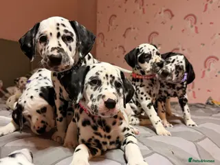 Dalmatian dogs 🐾Our Last Boy looking for forever home 🐶 💙 - Advert 2