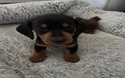 Dachshund dogs for sale: 4 lovely Girl dachshunds Ready to leave! - Image 6