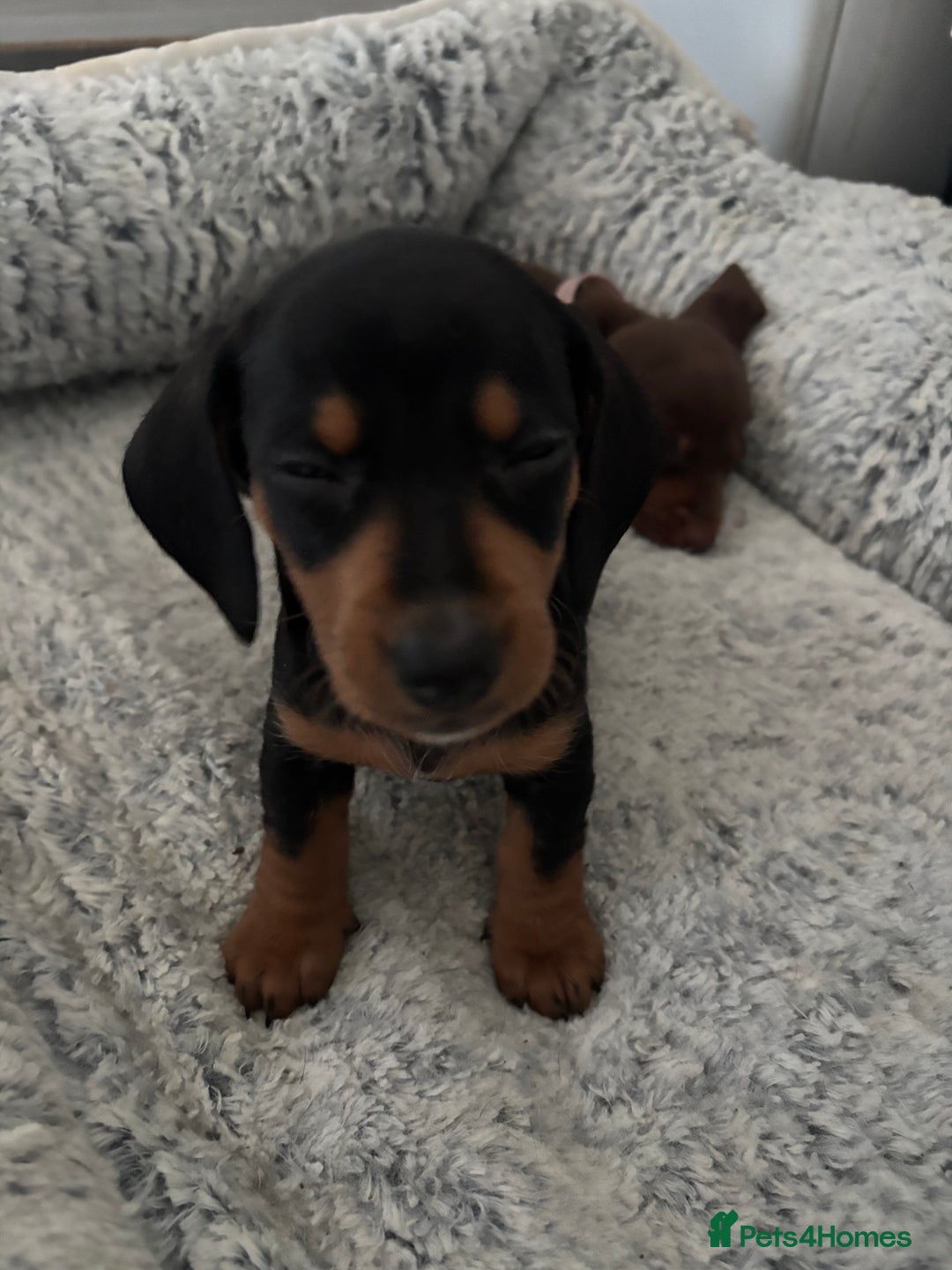 Dachshund dogs for sale: 4 lovely Girl dachshunds Ready to leave! - Image 6