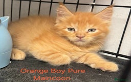 Maine Coon cats for sale: Maincoon Kitten For Sale - Image 7