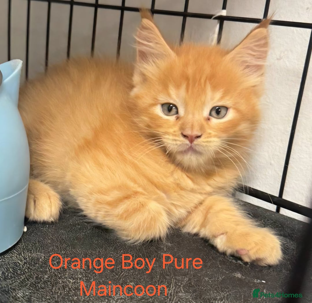 Maine Coon cats for sale: Maincoon Kitten For Sale - Image 7