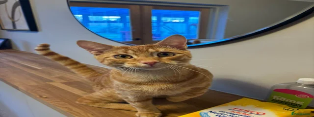 Tigs