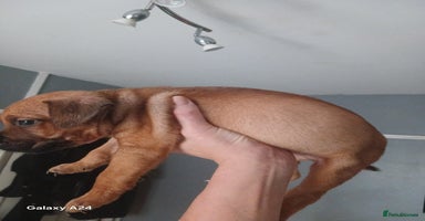 Mixed Breed dogs - Advert 14