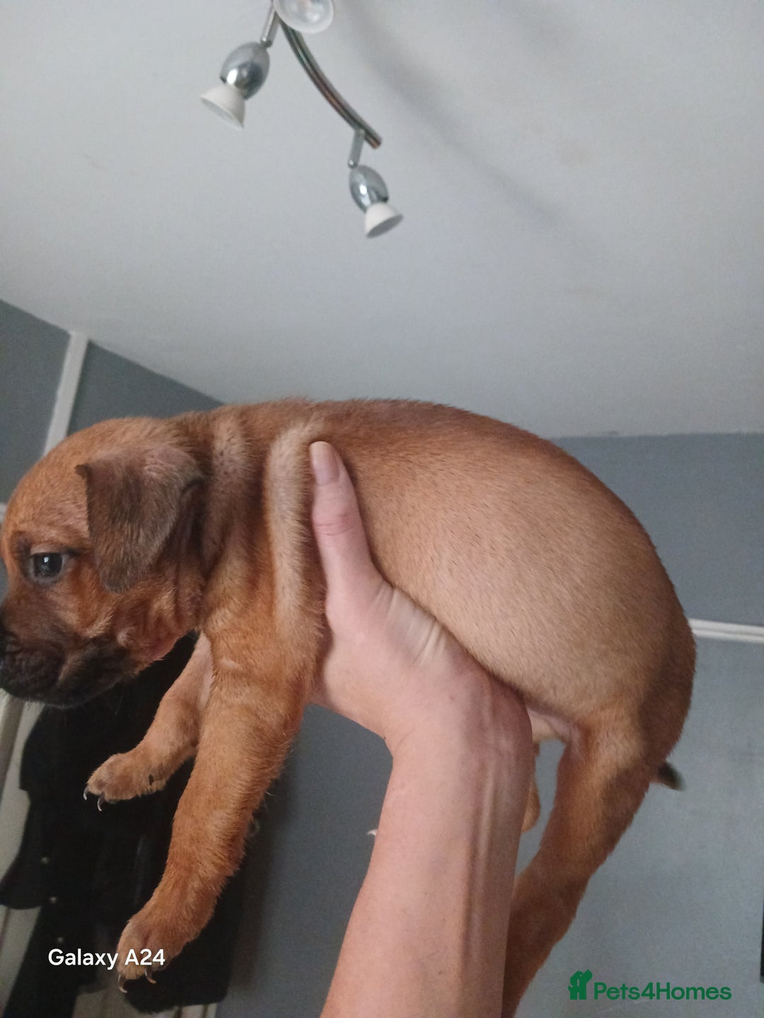 Mixed Breed dogs for sale: Adorable puppies for sale  - Image 2