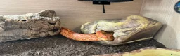 Leopard Gecko reptiles for sale: Available Rescue Looking for Their Forever Homes - Advert 16