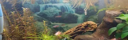 Danios fish for sale: 5X Emerald Dwarf Rasbora (Danio Erythromicron) £15 in Perth - Advert 5