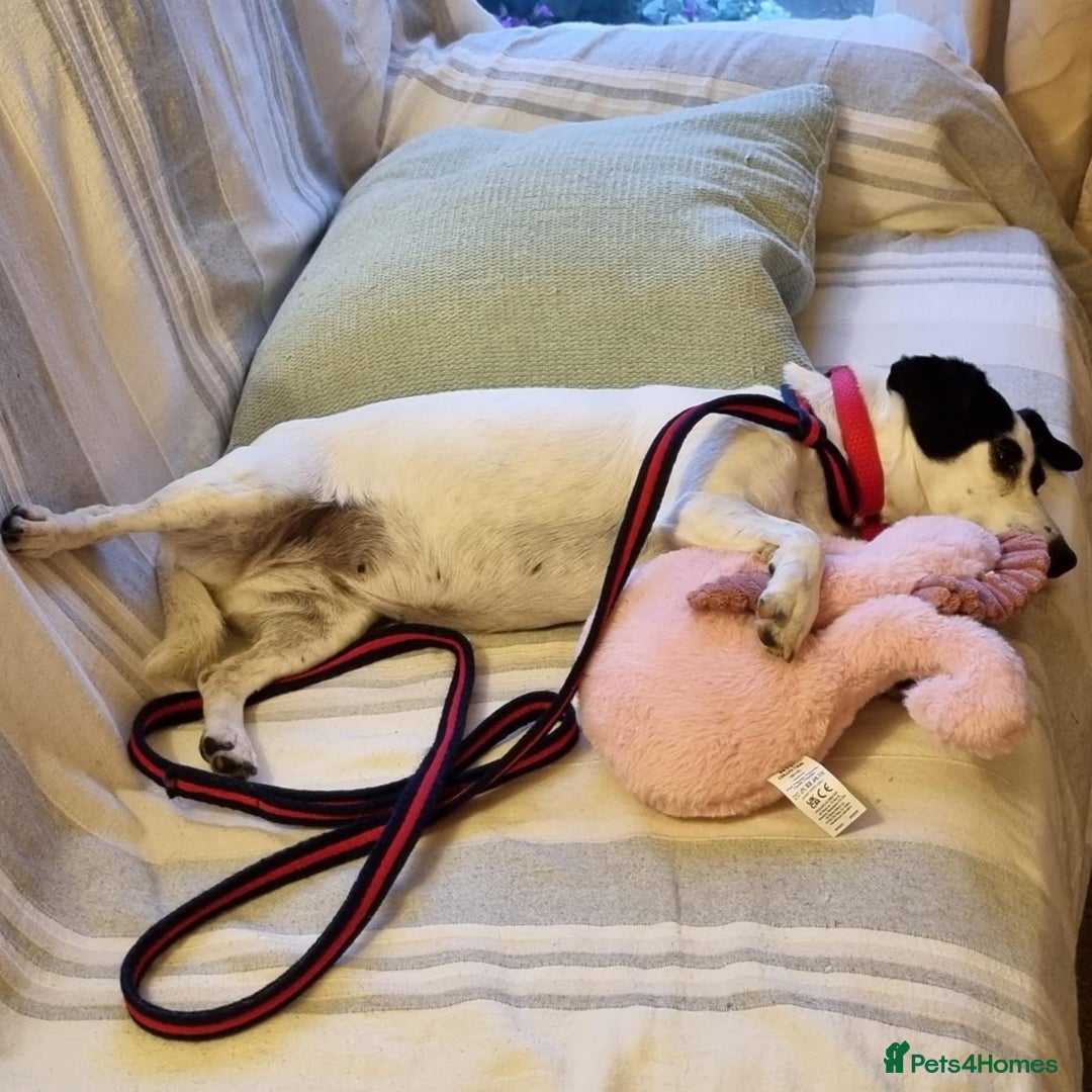 Jack Russell dogs for adoption: Brazen - Fakenham Norfolk  - Image 9