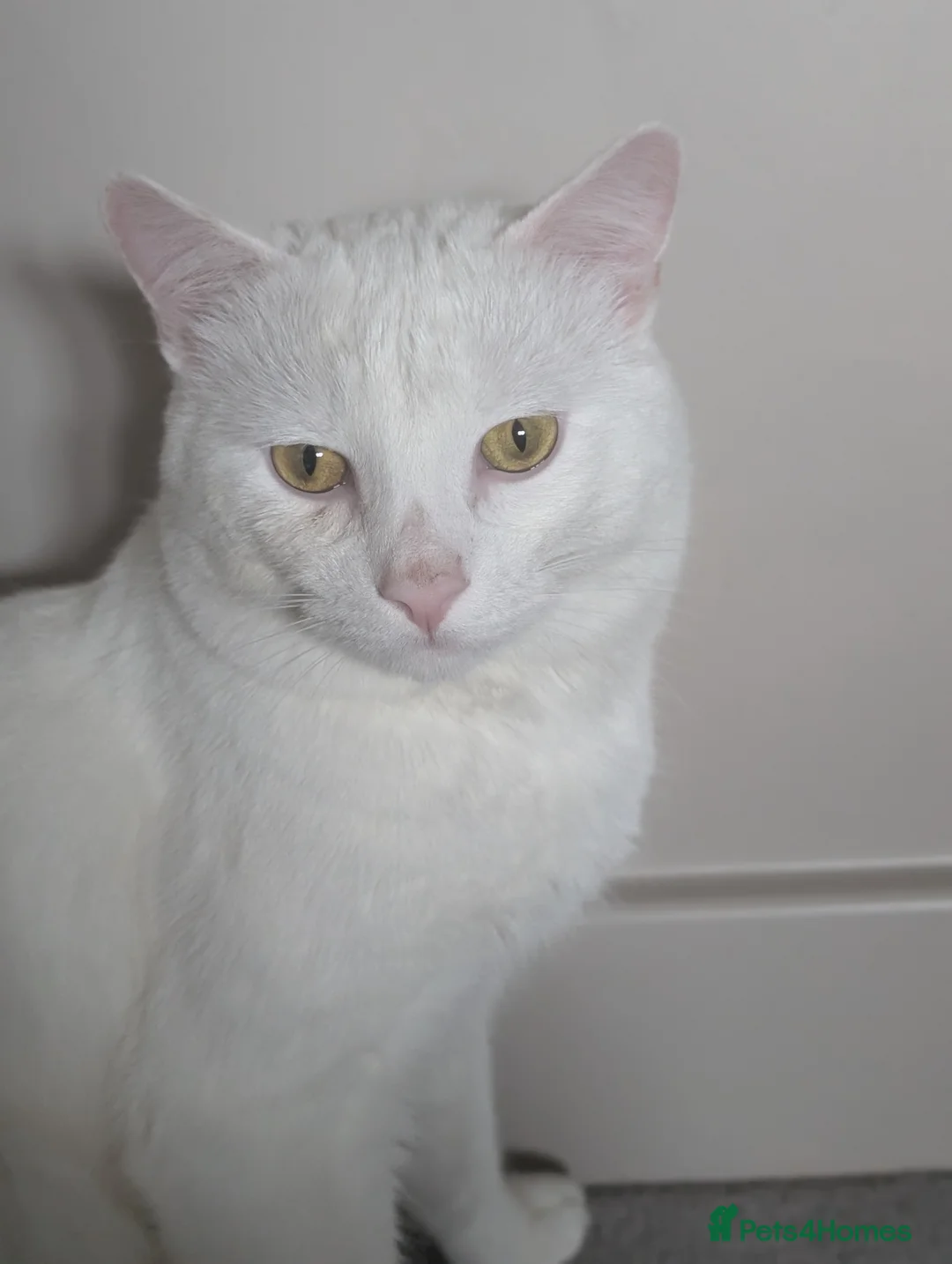 Domestic Shorthair cats for sale: 2 year old male cat  - Advert 3