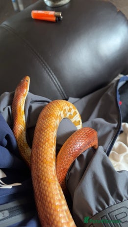 Corn Snake reptiles - Advert 1