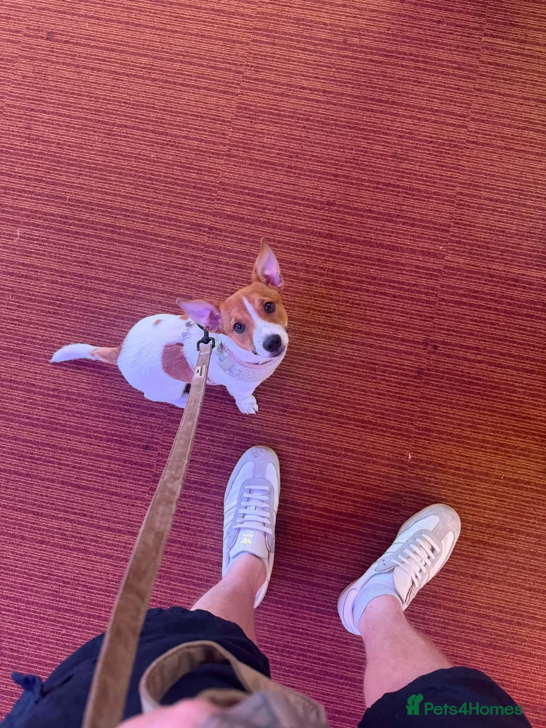 Jack Russell dogs for sale: Jack russel for sale - Advert 2
