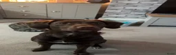 Springador dogs for sale: 🐾 Loving Home Wanted for Our Springerdor  - Advert 6