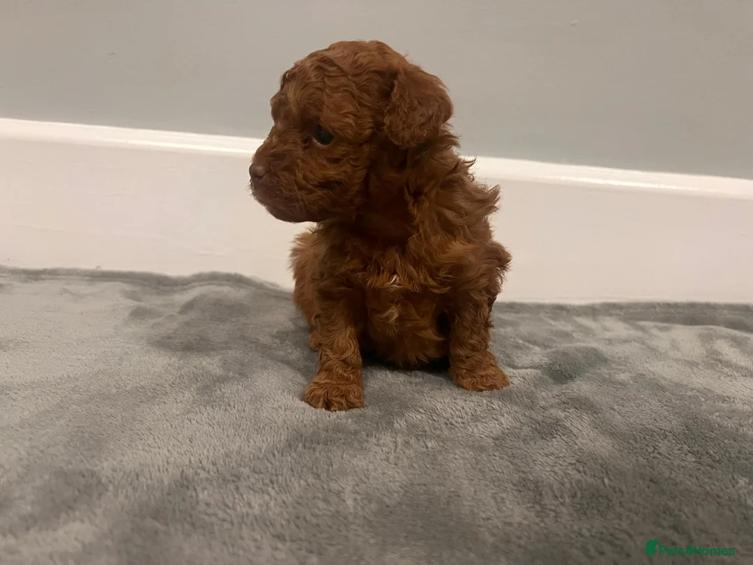 Mixed Breed dogs for sale: 🐩Asian Line Poodles-Fox Red, Apricot 🐩  - Advert 5