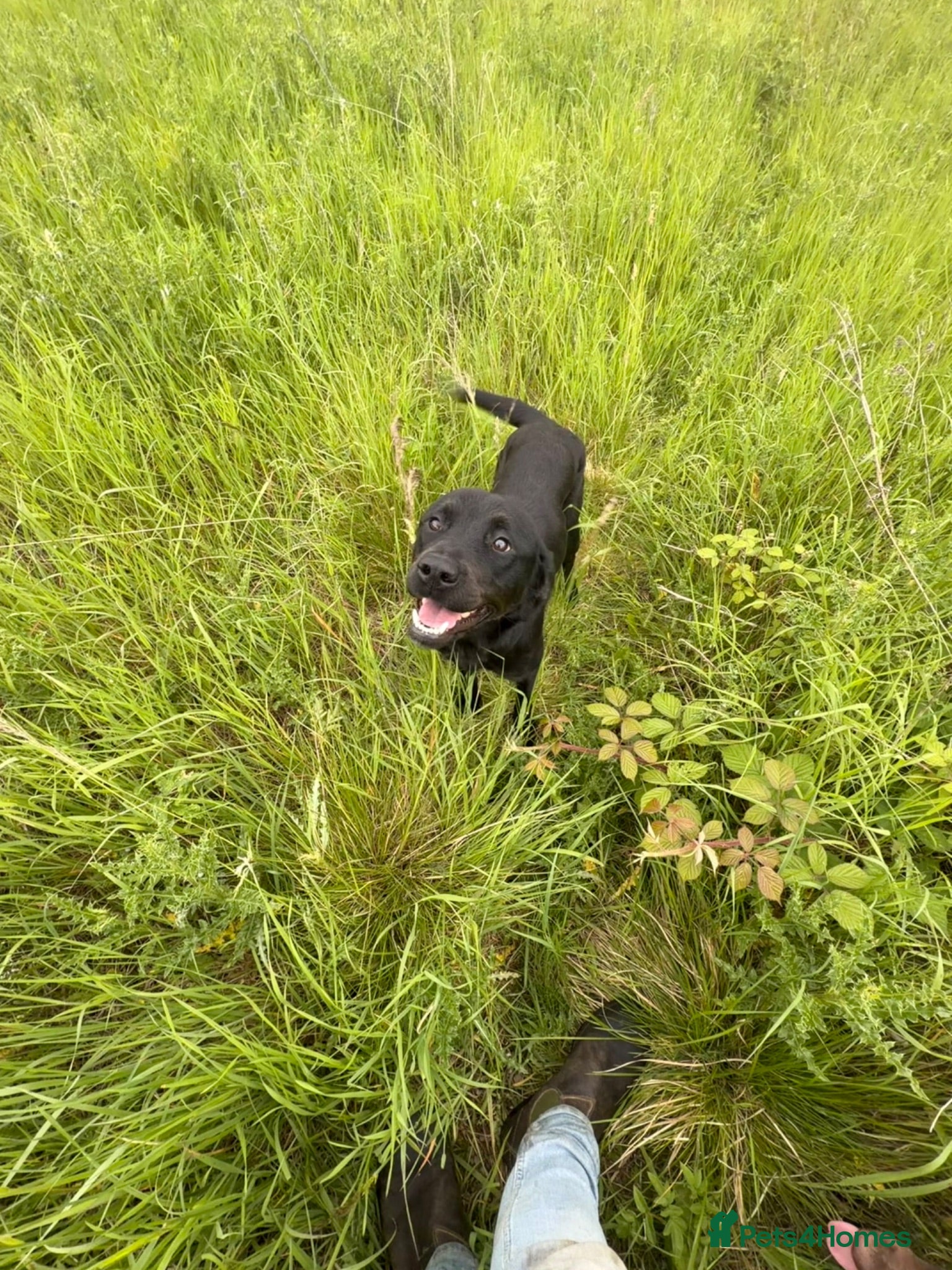 Labrador Retriever dogs Well trained 10month girl - Advert 2