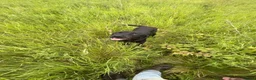 Labrador Retriever dogs for sale: Well trained 10month girl in Seaham - Advert 1
