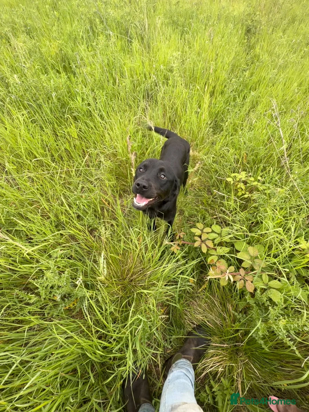 Labrador Retriever dogs for sale: Well trained 10month girl in Seaham - Advert 1