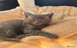 Mixed Breed cats for sale: Ragdoll cross kittens  - Image 2