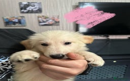 German Shepherd dogs for sale: Last 2 looking for their forever home - Image 4