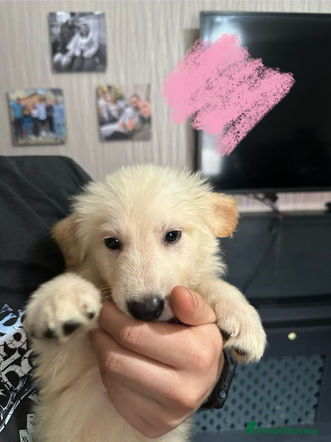 German Shepherd dogs for sale: Last 2 looking for their forever home - Image 4