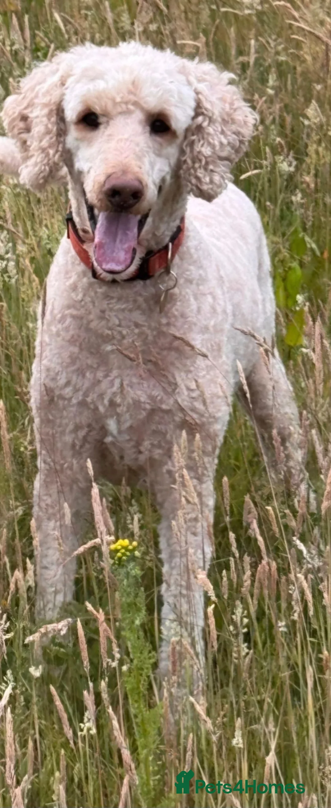 Standard Poodle dogs for sale: Boris the poodle - Advert 3