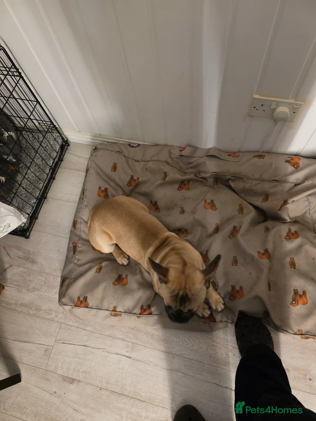 Mixed Breed dogs for sale: French cross pug in Dudley - Advert 2