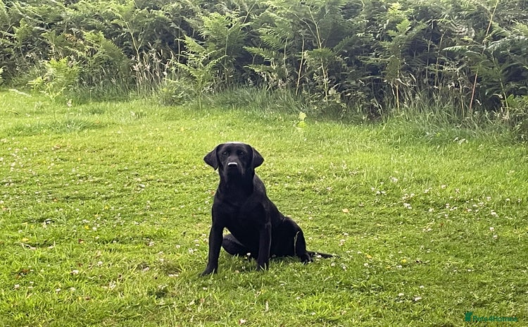 Labrador Retriever dogs - Advert 7