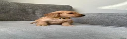 Cockapoo dogs for sale: Stunning F1 Cockapoo’s - Advert 18