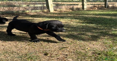 Labrador Retriever dogs - Advert 2