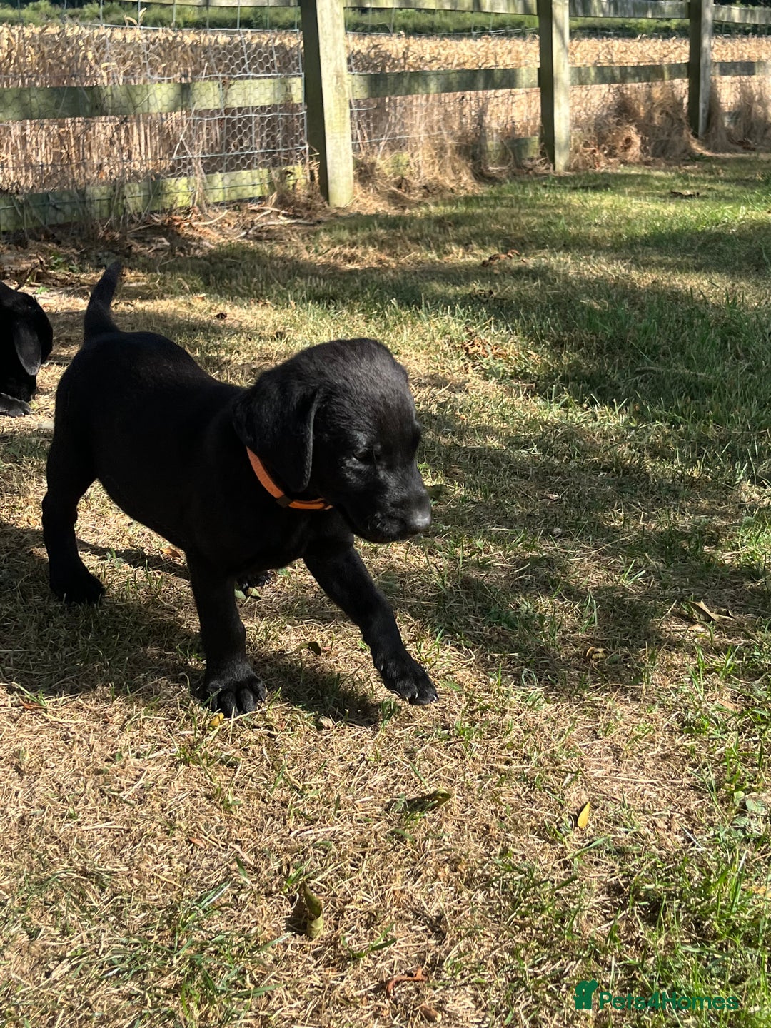 Labrador Retriever dogs for sale: Black KC Labrador puppies available (FTCL) - Image 3