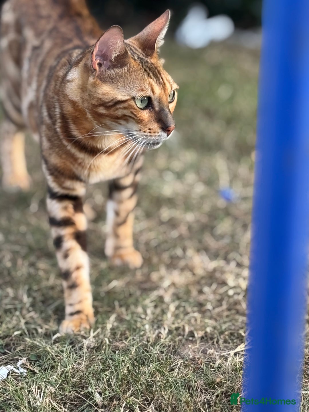 Bengal cats for sale: She very beautiful  - Image 6