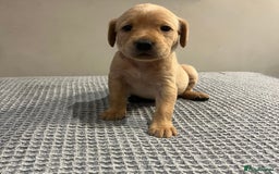 Labrador Retriever dogs for sale: Kc registered working labradors  - Image 7