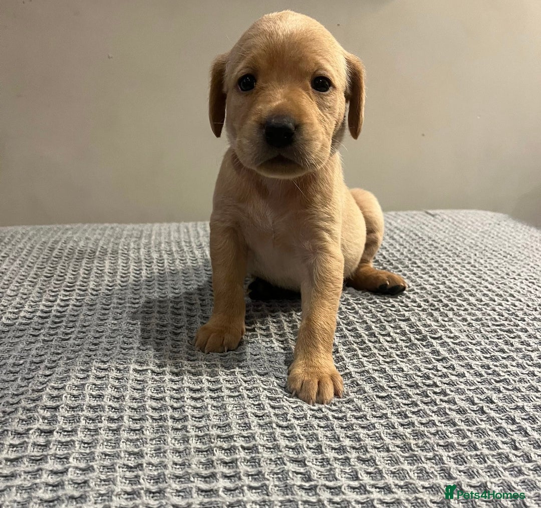 Labrador Retriever dogs for sale: Kc registered working labradors  - Image 7