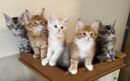 Maine Coon cats for sale: GCCF pedigree Maine Coon Kittens  - Image 9