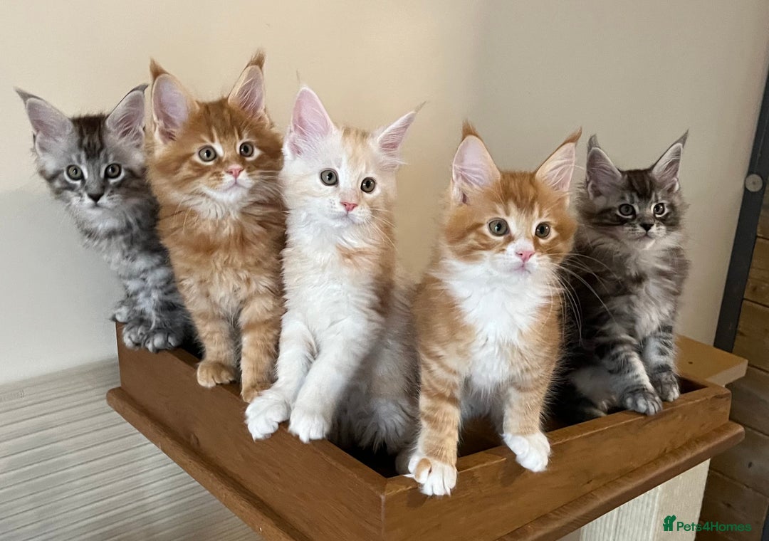 Maine Coon cats for sale: GCCF pedigree Maine Coon Kittens  - Image 9