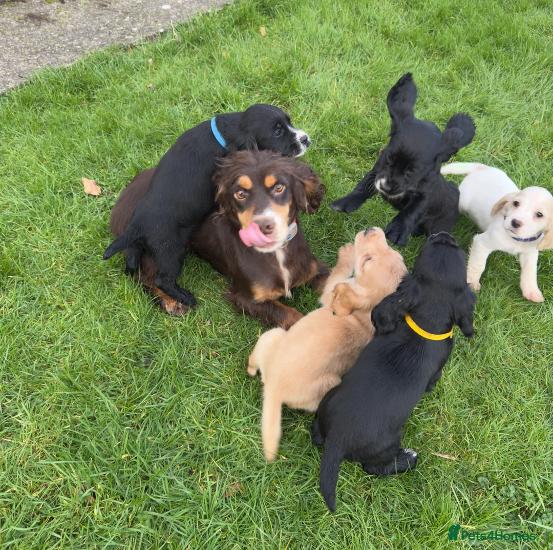 Cocker Spaniel dogs for sale: Adorable KC Registered Cocker Spaniel Puppies - Advert 7