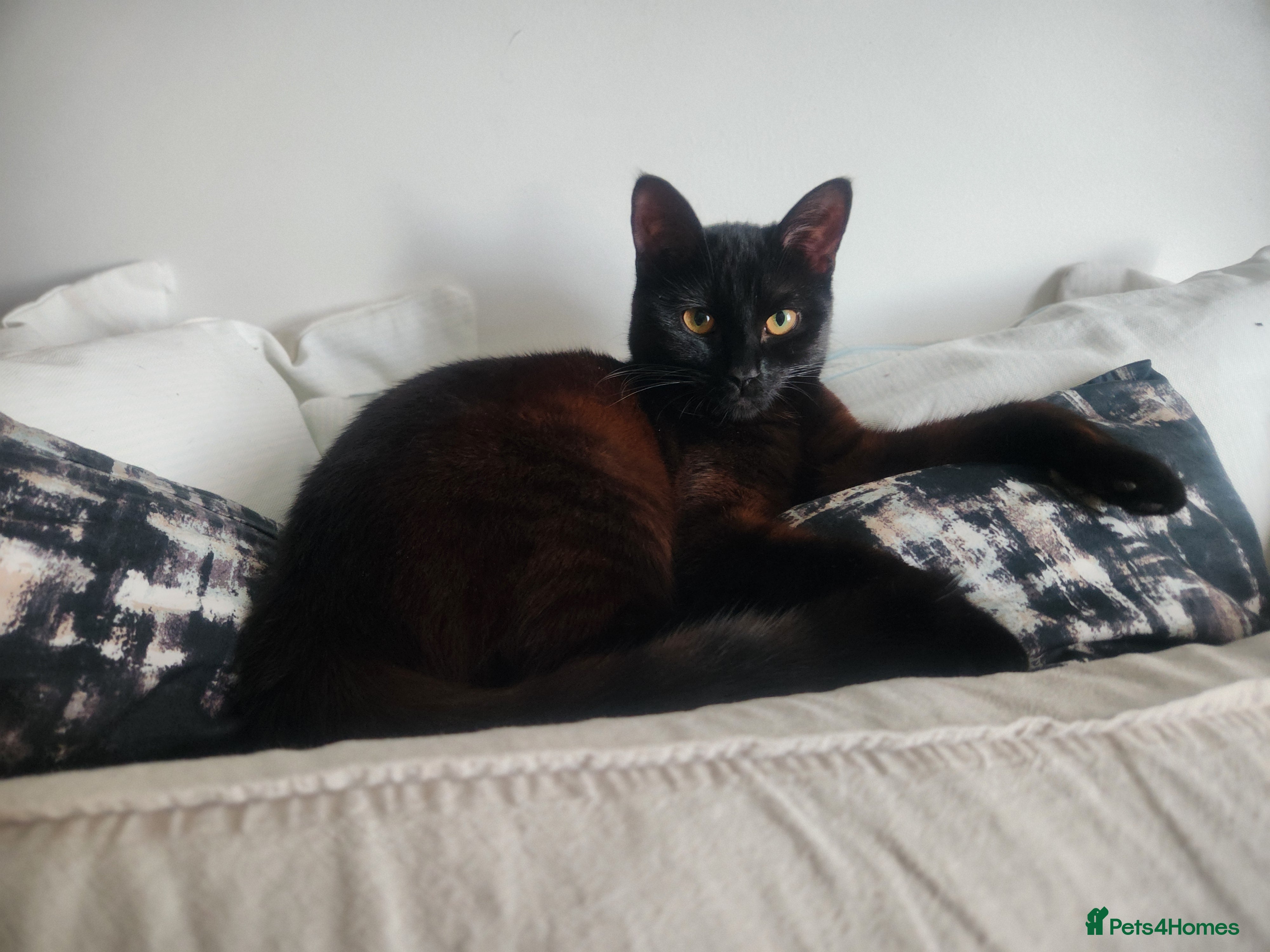 Mixed Breed cats 4 adorable kittens Grey x1 and Black x3 - Advert 3