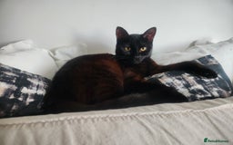 Mixed Breed cats for sale: 4 adorable kittens Grey x1 and Black x3 - Advert 1