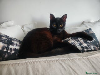 Mixed Breed cats 4 adorable kittens Grey x1 and Black x3 - Advert 13