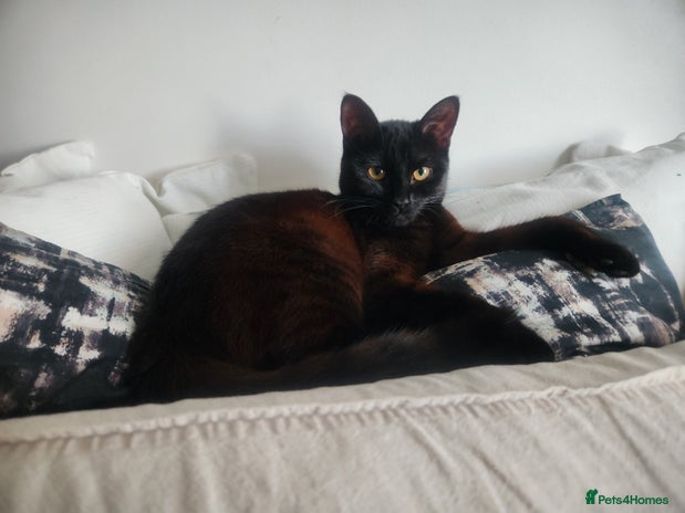 Mixed Breed cats 4 adorable kittens Grey x1 and Black x3 - Advert 1