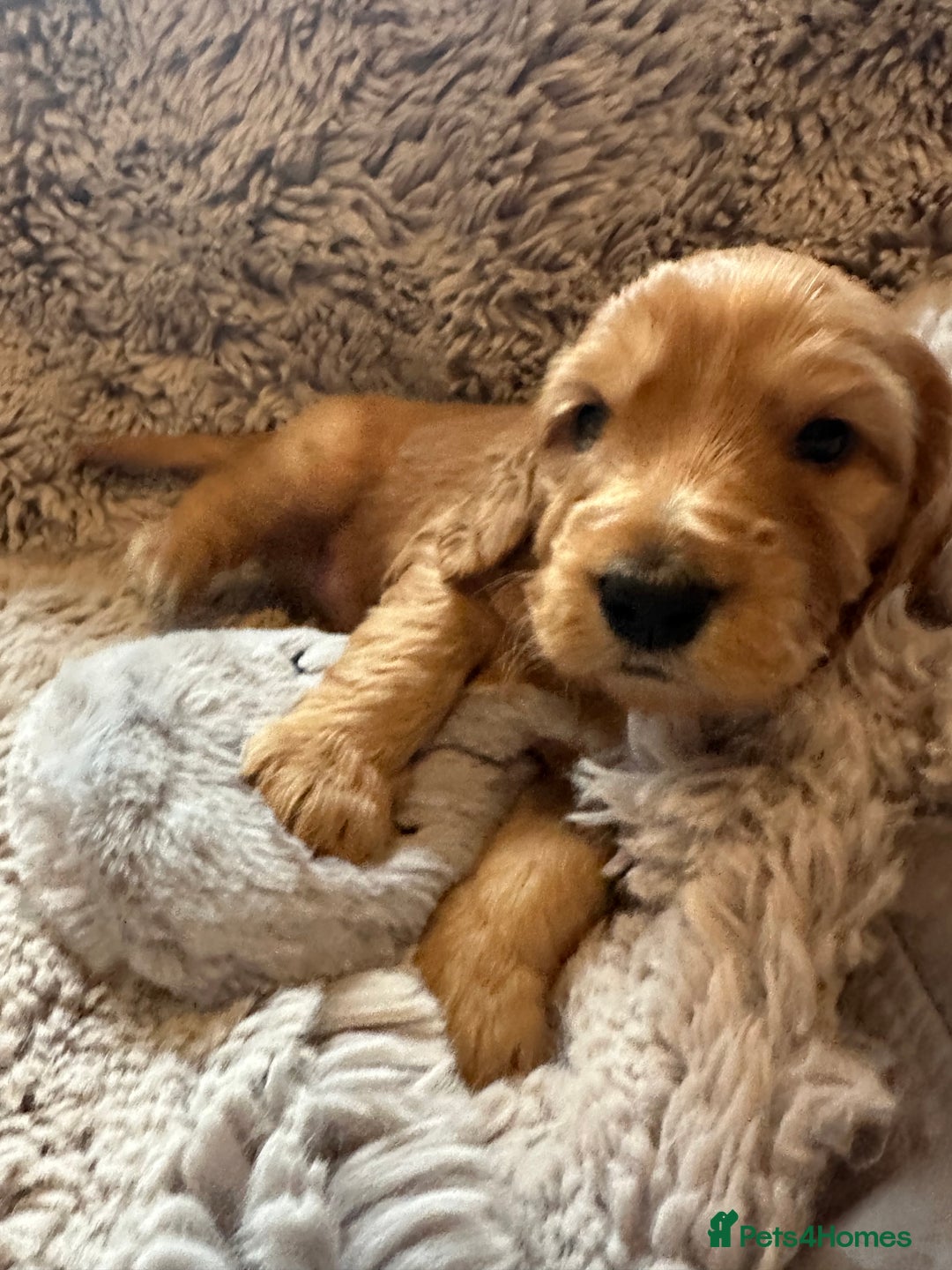 Mixed Breed dogs for sale: Australian Labradoodle puppies - Advert 22
