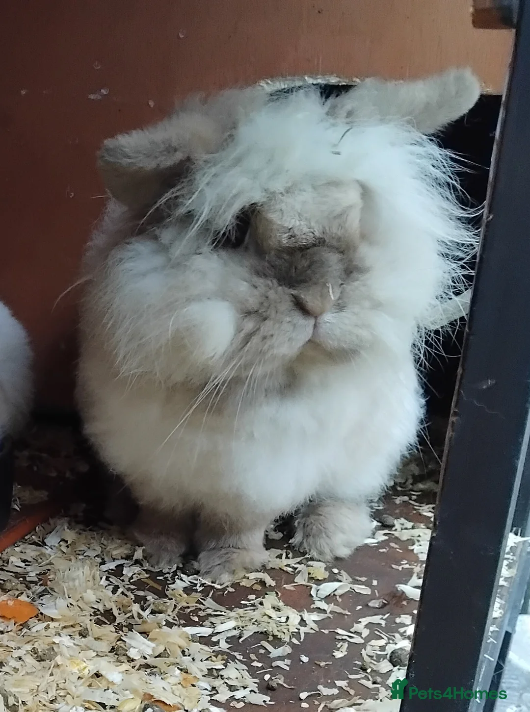Mini Lion Lop rabbits for sale: Stunning Mini LionLops for Sale  - Advert 21