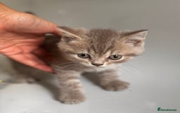 British Shorthair cats for sale: RARE lilac spot/blue British shorthair kittens - Image 4