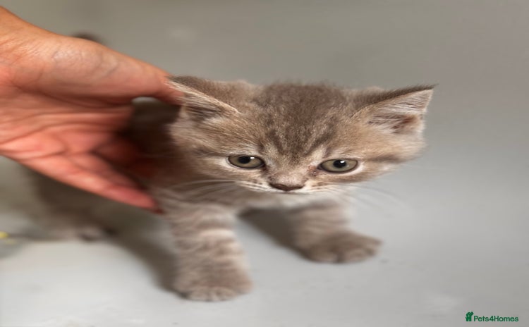 British Shorthair cats - Advert 2