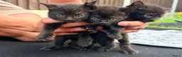Mixed Breed cats for sale: kittens in Derby - Advert 4
